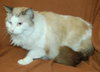 Attilla the handsome