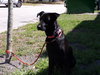 Millie