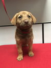 Caspian - the sweet tomato puppy!