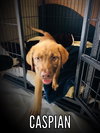 Caspian - the sweet tomato puppy!