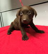 Brandywine - the sweet tomato puppy!