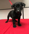 Canario - the sweet tomato puppy!