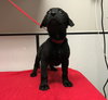 Canario - the sweet tomato puppy!