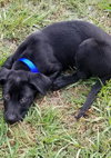 Canario - the sweet tomato puppy!