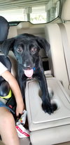 Canario - the sweet tomato puppy!