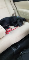 Canario - the sweet tomato puppy!