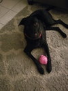 Canario - the sweet tomato puppy!