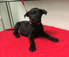 Monterosa - the sweet tomato puppy!