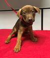Kumato - the sweet tomato puppy!