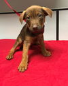 Kumato - the sweet tomato puppy!