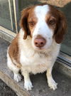 Waylon