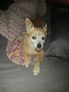 Buddy