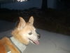 Buddy