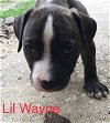 Lil Wayne the Hip Hop Pup