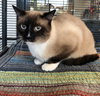 Tenchi