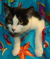 Autumn the Little Lady Kitten