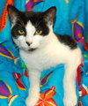 Autumn the Little Lady Kitten