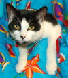 Autumn the Little Lady Kitten