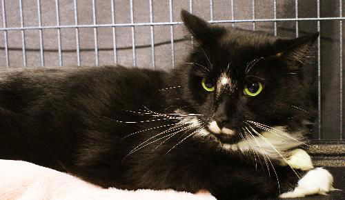 Taloma the Big, Handsome Tuxedo