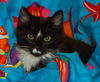 Taloma the Big, Handsome Tuxedo