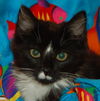 Taloma the Big, Handsome Tuxedo
