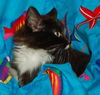 Taloma the Big, Handsome Tuxedo