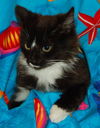 Taloma the Big, Handsome Tuxedo