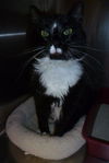 Taloma the Big, Handsome Tuxedo