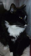 Taloma the Big, Handsome Tuxedo