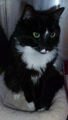 Taloma the Big, Handsome Tuxedo