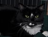 Taloma the Big, Handsome Tuxedo