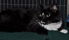 Taloma the Big, Handsome Tuxedo