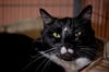 Taloma the Big, Handsome Tuxedo