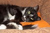 Taloma the Big, Handsome Tuxedo