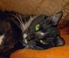 Taloma the Big, Handsome Tuxedo