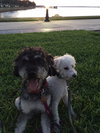 Mason *A BONDED PAIR WITH AUDRI*