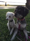 Mason *A BONDED PAIR WITH AUDRI*