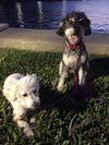 Audri A BONDED PAIR TO MASON