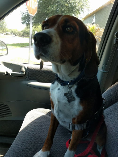 Sammi