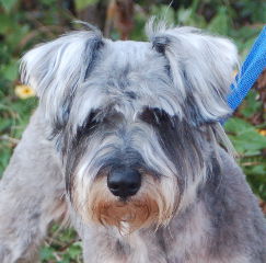Watson the Schnauzer