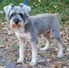 Watson the Schnauzer