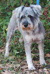 Watson the Schnauzer