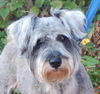Watson the Schnauzer