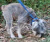 Watson the Schnauzer