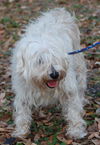 Penelope (Lexie) the Maltese