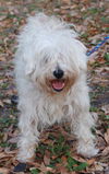 Penelope (Lexie) the Maltese