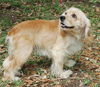 Peaches the Cocker