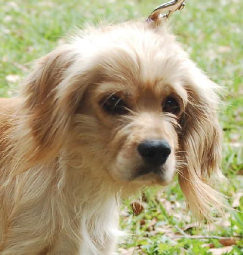 Peaches the Cocker