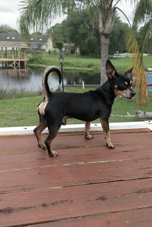 Max