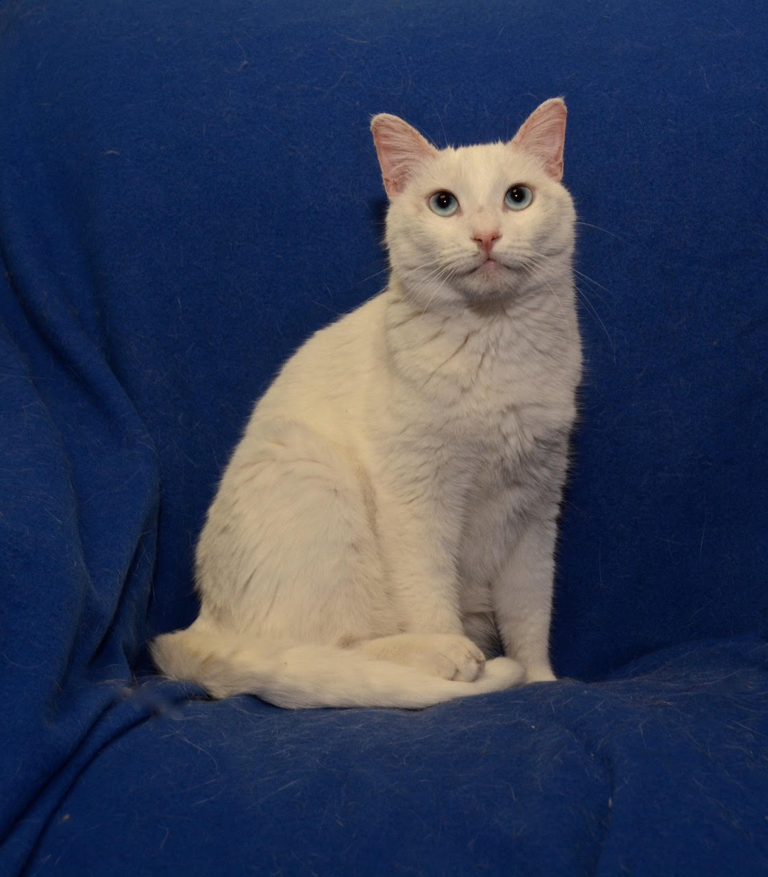 Deaf cats best sale for adoption